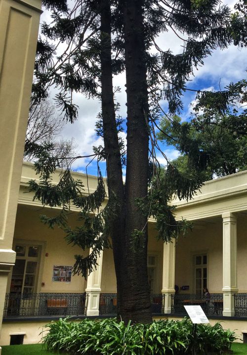 Araucaria Centenaria
